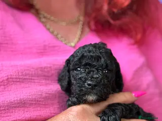 Mixed Breed dogs Adorable Poodle Puppies - Advert 2