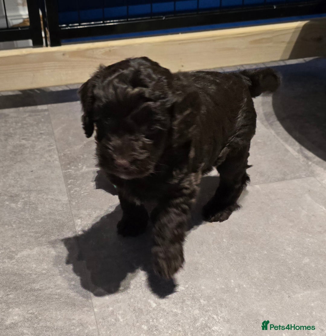 Cockapoo dogs for sale: F1 cockapoo puppies - extensive health tests - Advert 16
