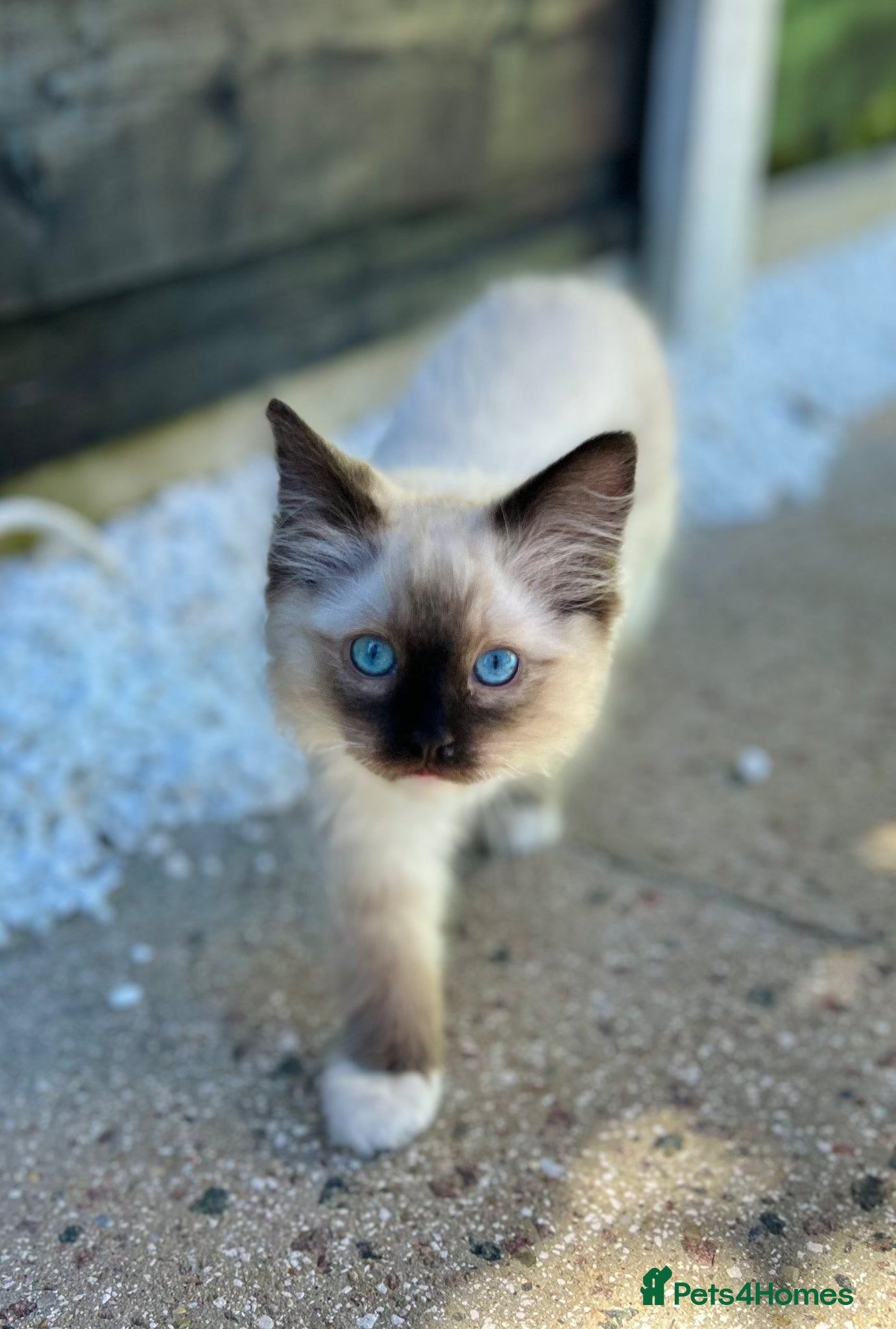Ragdoll cats for sale: Boy chocolate ragdoll  - Advert 3