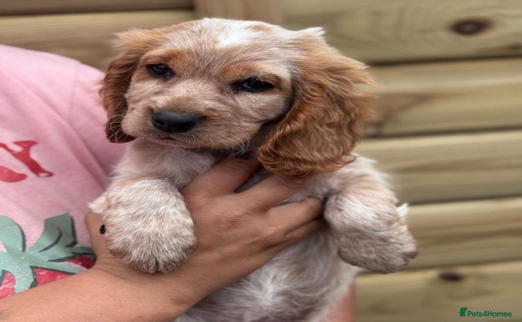 Cocker Spaniel dogs - Advert 14