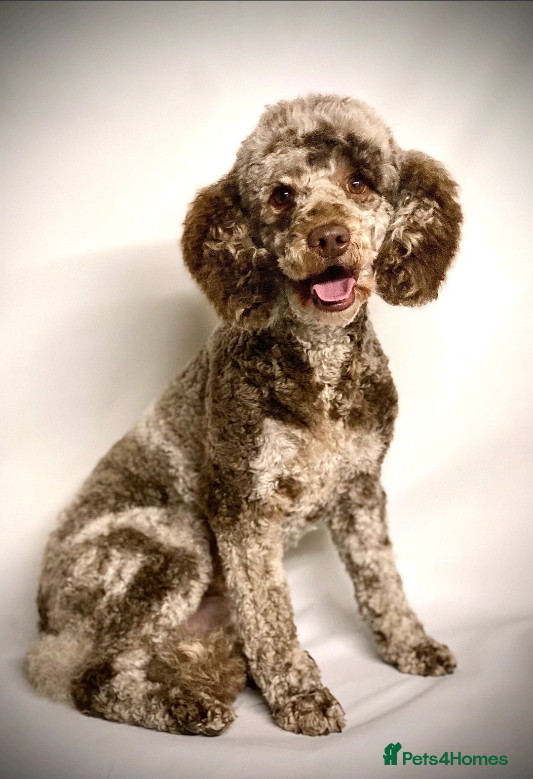 Mixed Breed dogs for sale: Stunning chocolate merle sproodles - Image 8