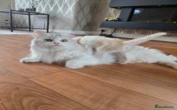 British Shorthair cats for sale: Bsh x Persian  - Image 21