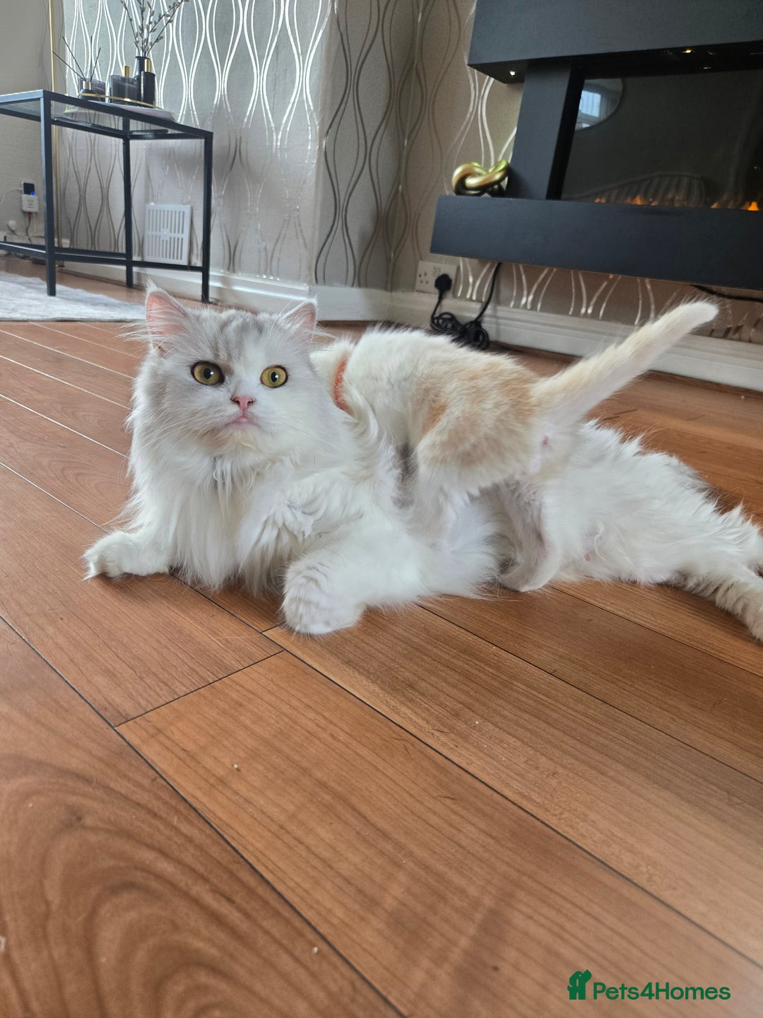 British Shorthair cats for sale: Bsh x Persian  - Image 21