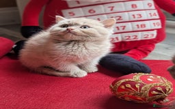 British Shorthair cats for sale: British shorthair  - Advert 3