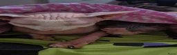 Sphynx cats for sale: Beautiful Sphynx cats need re homing  - Advert 4
