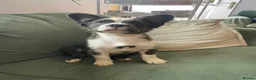 French Bulldog dogs for sale: Fluffy French bulldogs - Advert 10