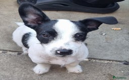 Jack Russell dogs for sale: 6 month jack russell  - Image 1