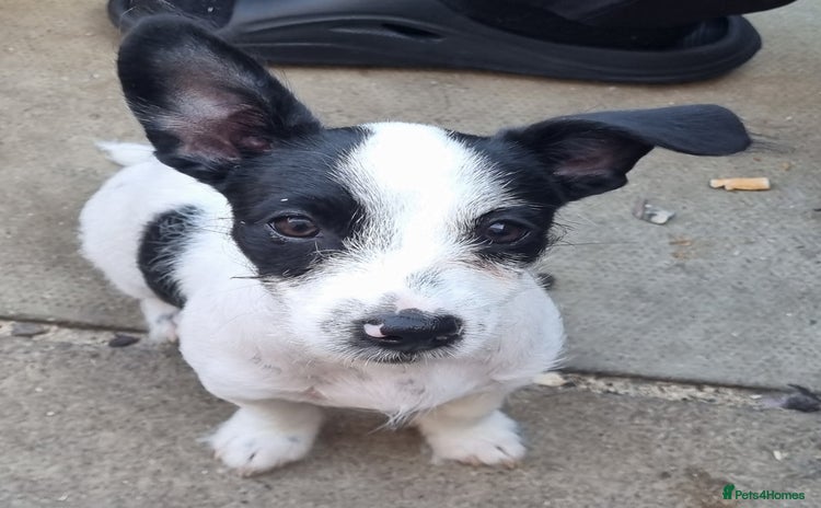 Jack Russell dogs - Advert 15