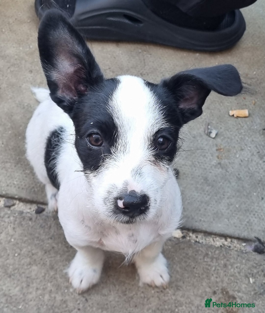 Jack Russell dogs for sale: 6 month jack russell  - Image 1