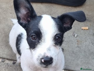 Jack Russell dogs for sale - Advert 1