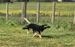 Greyhound dogs for stud: Saluki/greyhound or grey/German shepherd  - Image 8