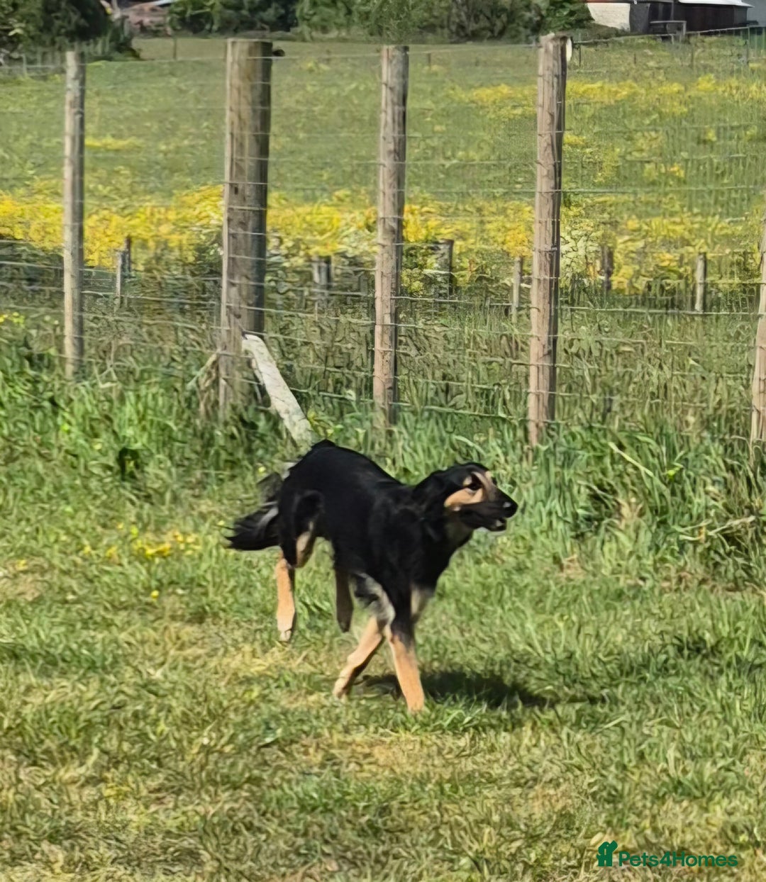 Greyhound dogs for stud: Saluki/greyhound or grey/German shepherd  - Image 8