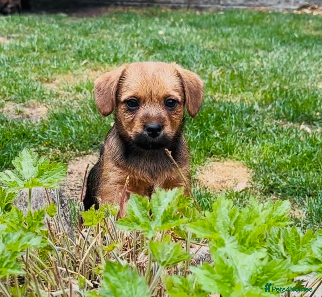 Mixed Breed dogs for sale: Stunning Norfolk terrier x jrt pups ready now - Image 3