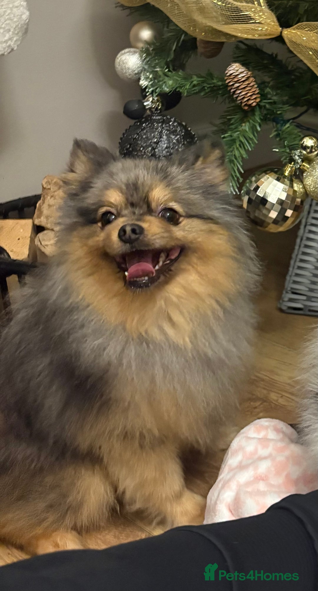 Pomeranian dogs for stud: Pomeranian for stud  - Advert 3