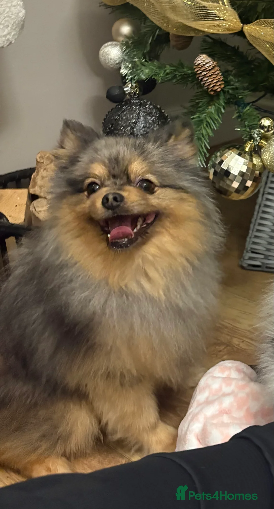 Pomeranian dogs for stud: Pomeranian for stud  - Advert 3