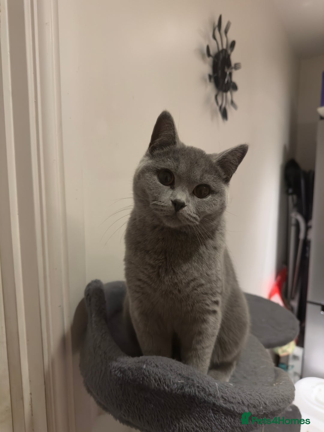 British Shorthair cats for sale: Adorable British Shorthair Kittens Family-Friendly - Advert 4