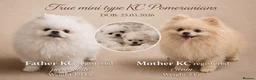 Pomeranian dogs for sale: Tiny KC white Pomeranians  - Advert 1