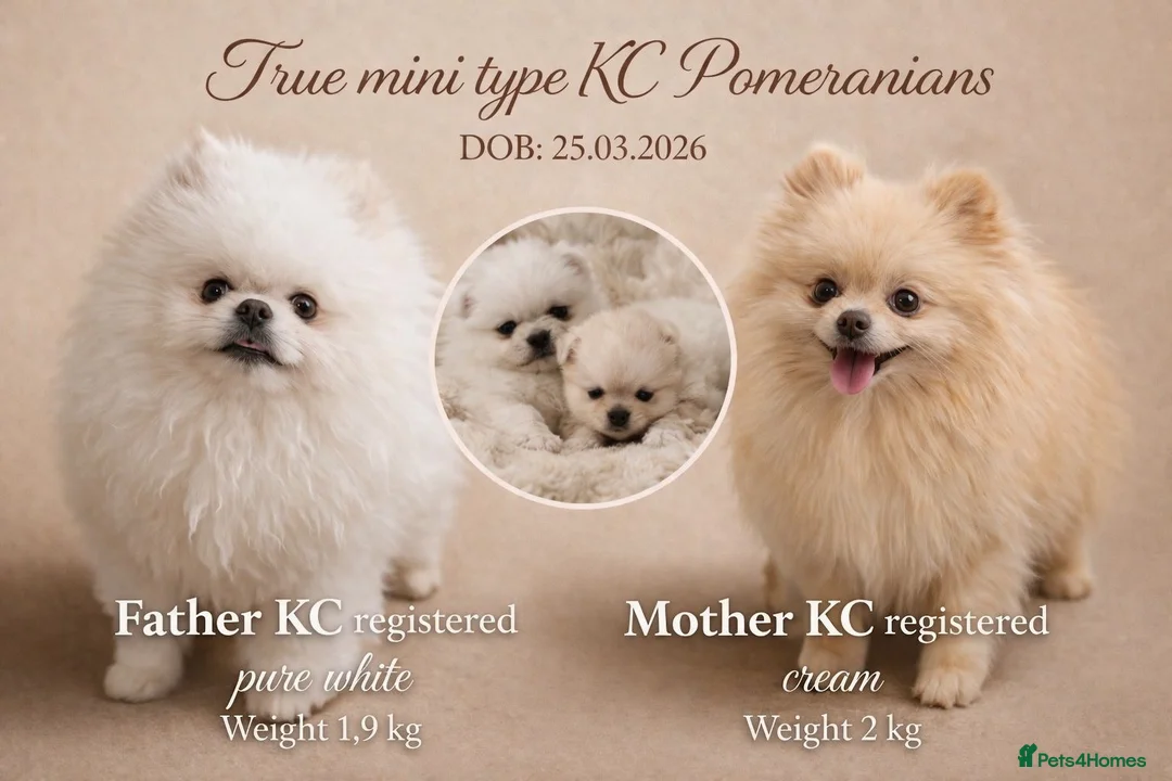 Pomeranian dogs for sale: Tiny KC white Pomeranians  - Advert 1