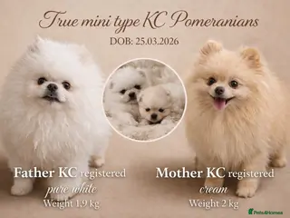 Pomeranian dogs Tiny KC white Pomeranians - Advert 6