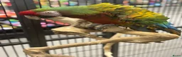 Macaws birds for sale: Gorgeous Shamrock Macaw  - Advert 3