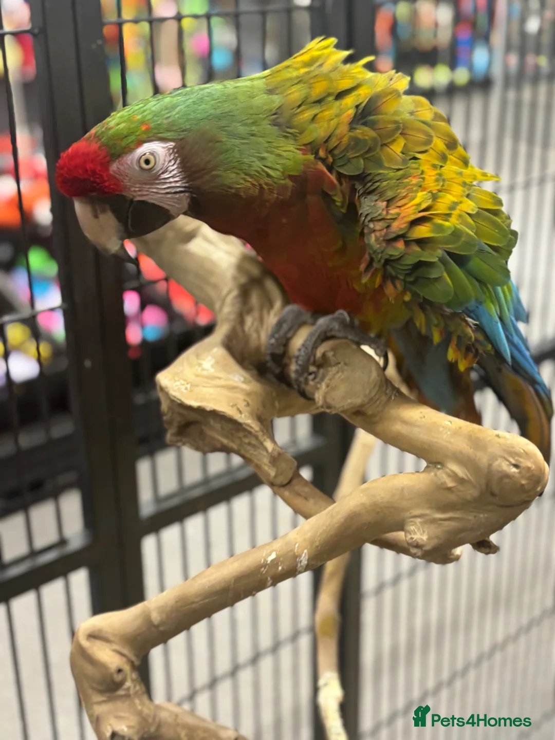 Macaws birds for sale: Gorgeous Shamrock Macaw  - Advert 3