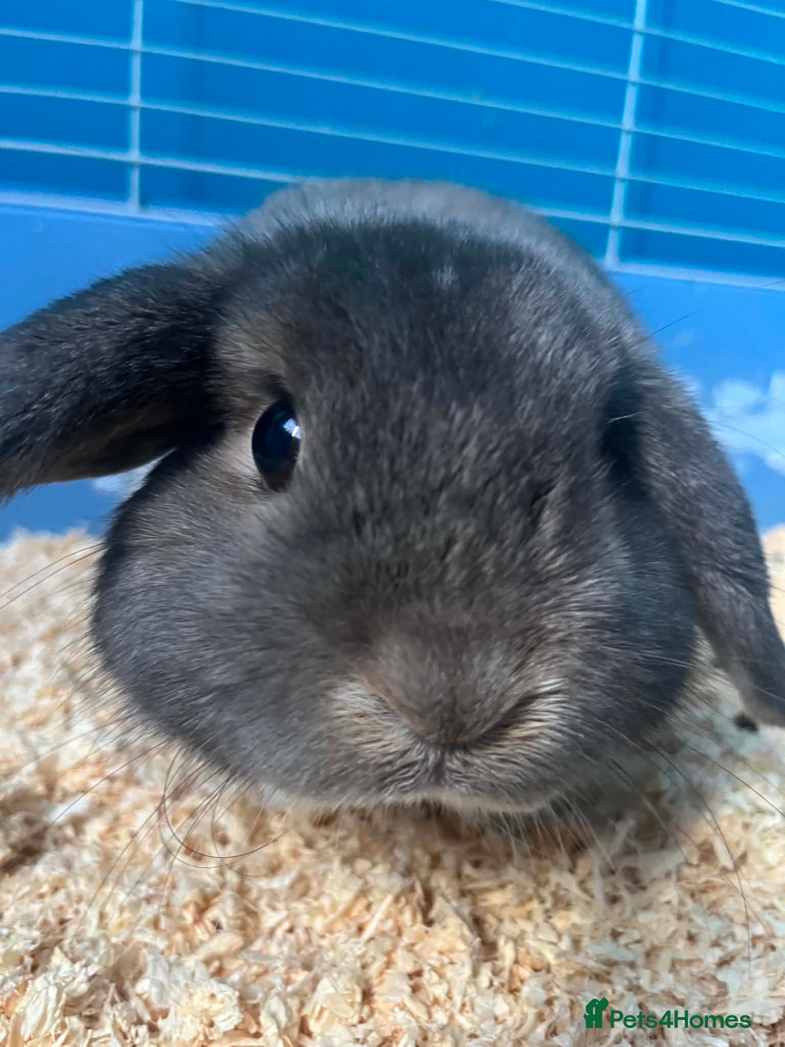 Mini Lop rabbits Mini lop bunny  - Advert 1