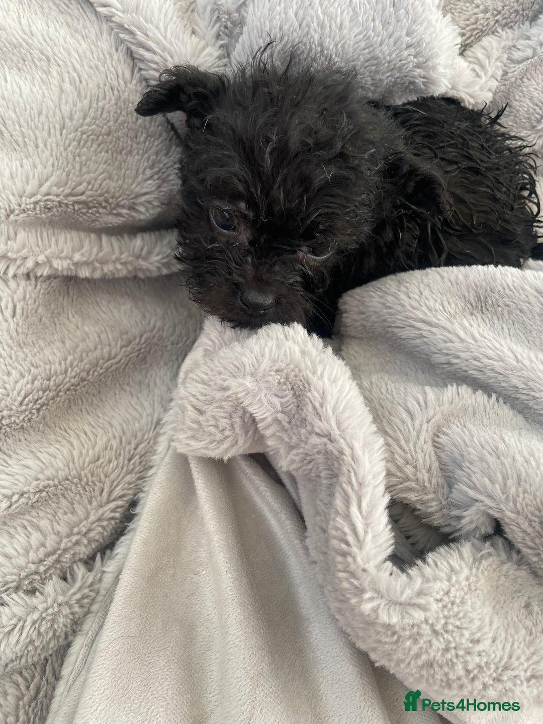 Mixed Breed dogs for sale: Adorable Frenchie-Poodle  **  Pups for Sale! - Advert 8