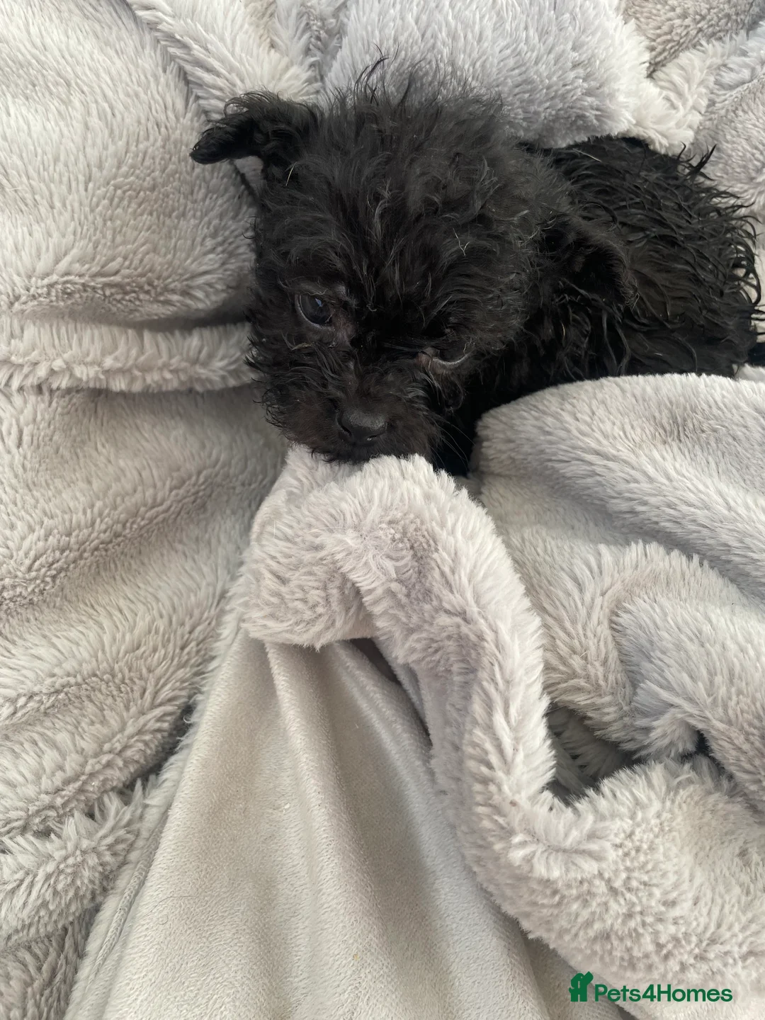 Mixed Breed dogs for sale: Adorable Frenchie-Poodle  **last male  - Advert 8