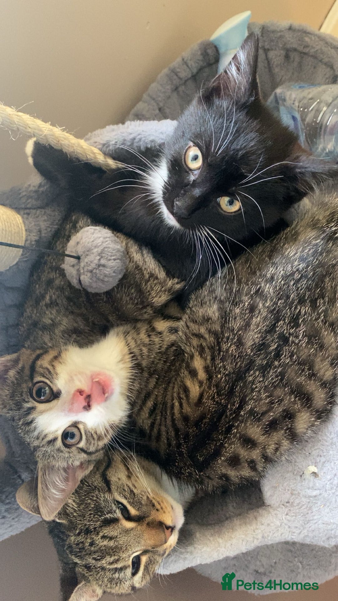 Mixed Breed cats for sale: 3 kittens for sale in Bradford - Image 7