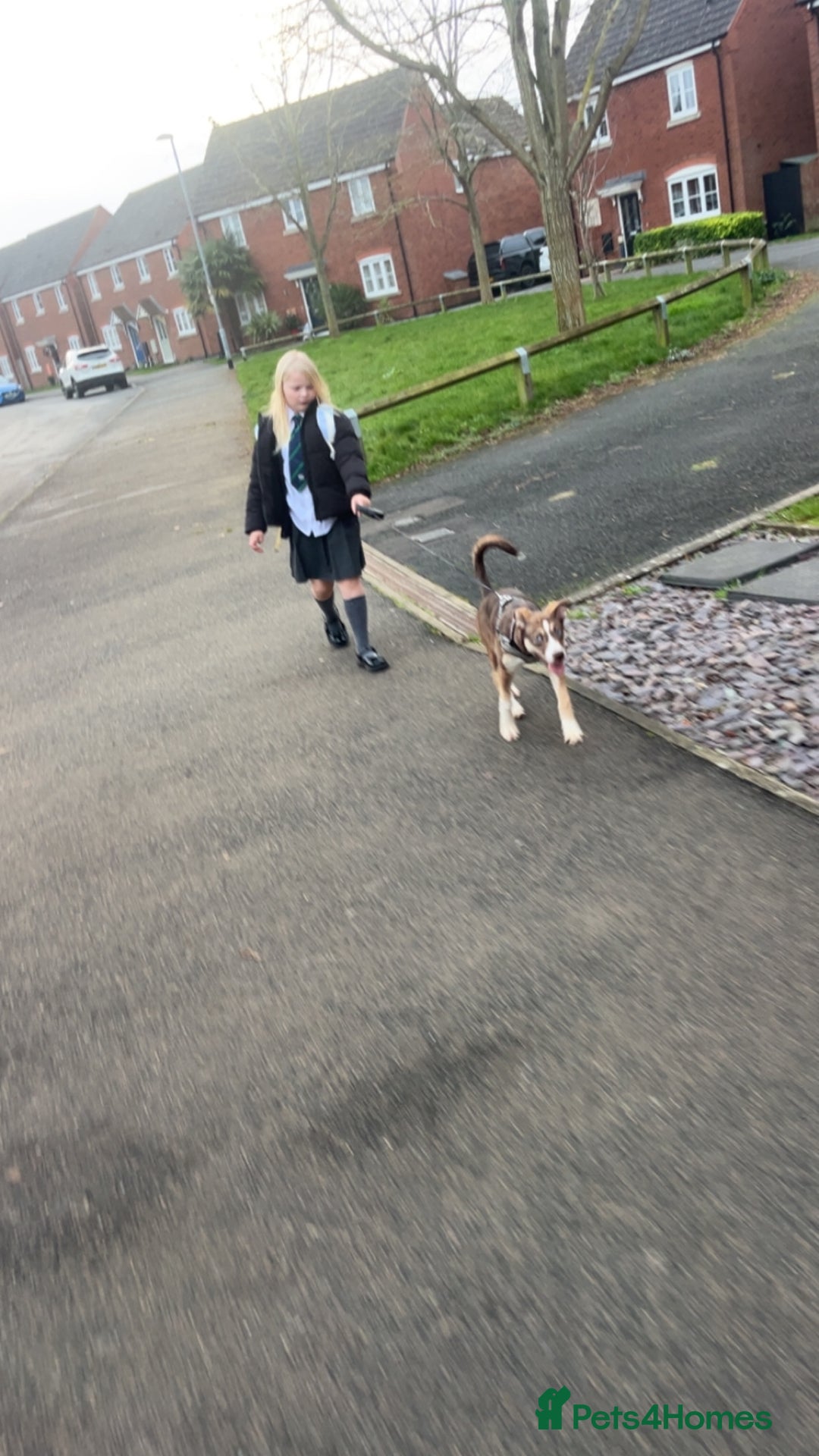 Mixed Breed dogs for sale: Husky cross (named Toffie) - Advert 4