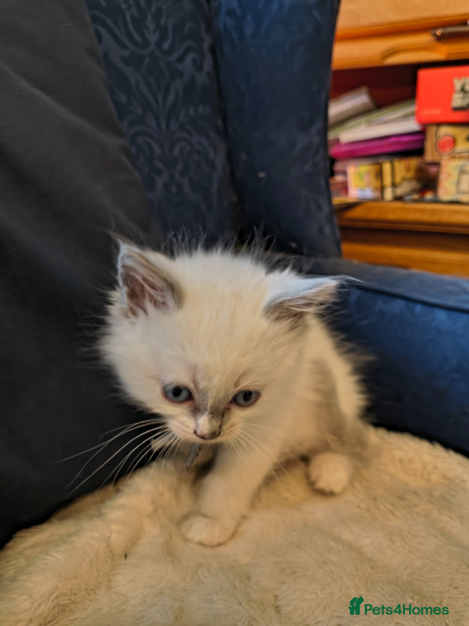 Ragdoll cats for sale: Blue mitted Ragdoll kittens - Advert 5