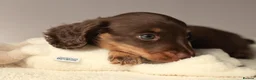 Miniature Dachshund dogs for sale: 5*Licensed Holistic +Kc reg+Pra Clear+Vet Checked - Advert 5