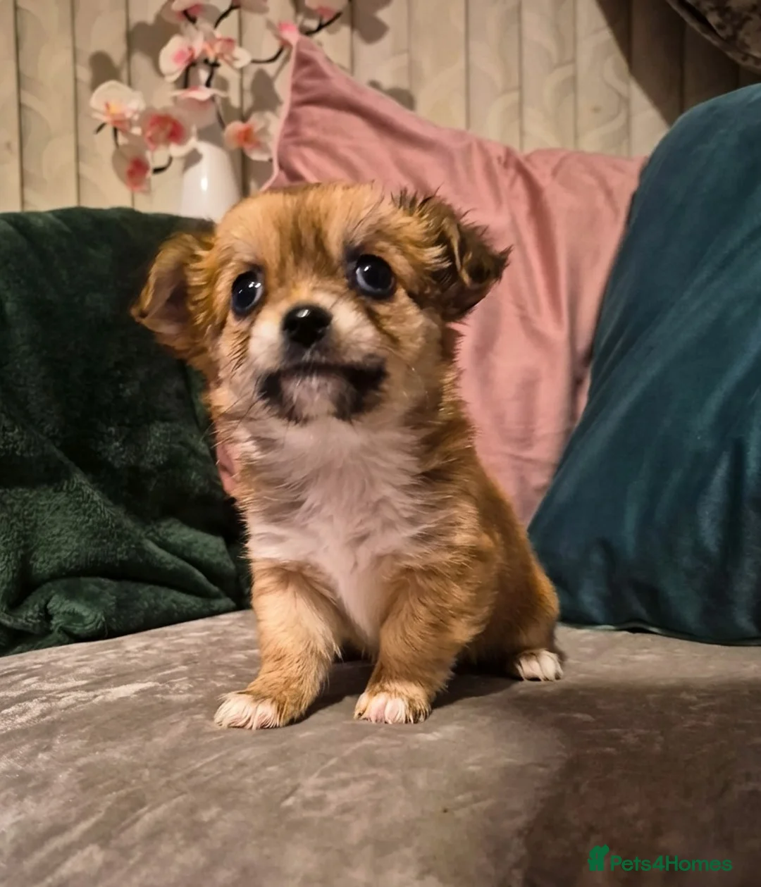 Chihuahua dogs for sale: Pure Chihuahua puppies  - Advert 11
