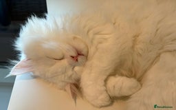 Mixed Breed cats for adoption: BLANCO - GREEN EYES -AFFECTIONATE 6M Neutered  - Image 1