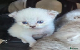 Scottish Fold cats for sale: 🐾 Beautiful Scottish Fold Kittens 🐾 - Image 6