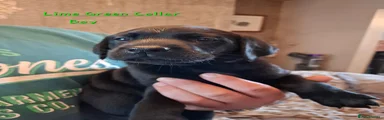 Labrador Retriever 1
