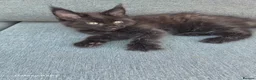 Maine Coon cats for sale: Licensed breeder-maine coon  - Advert 23