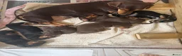 Miniature Dachshund dogs for sale: Stunning miniature dachshund puppies  - Advert 2