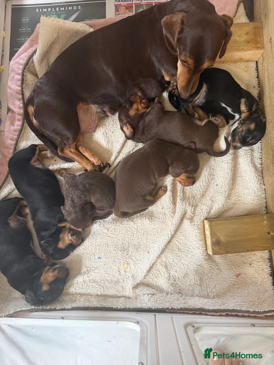 Miniature Dachshund dogs for sale: Stunning miniature dachshund puppies  - Advert 2