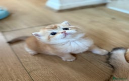 British Shorthair cats for sale: GCCF reg BSH & LH Chocolate & Black Golden Kittens - Image 30