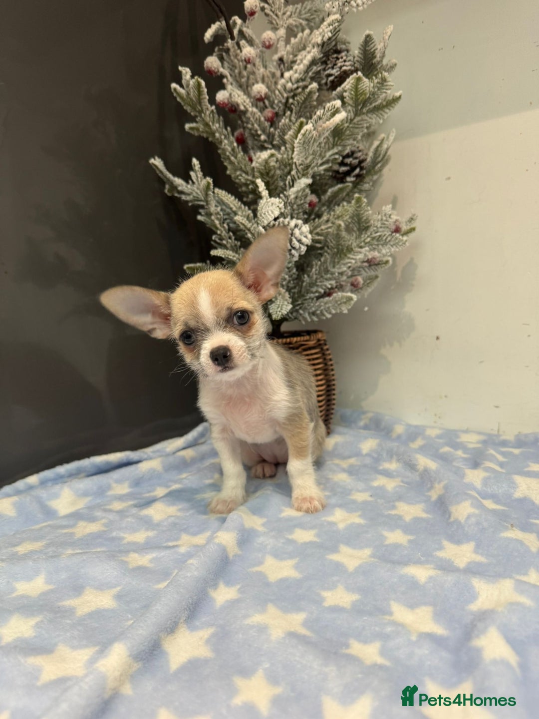 Chihuahua dogs for sale: Chihuahua  - Advert 12