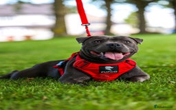 Staffordshire Bull Terrier dogs for stud: PROVEN Staffordshire bull terrier stud  - Image 8