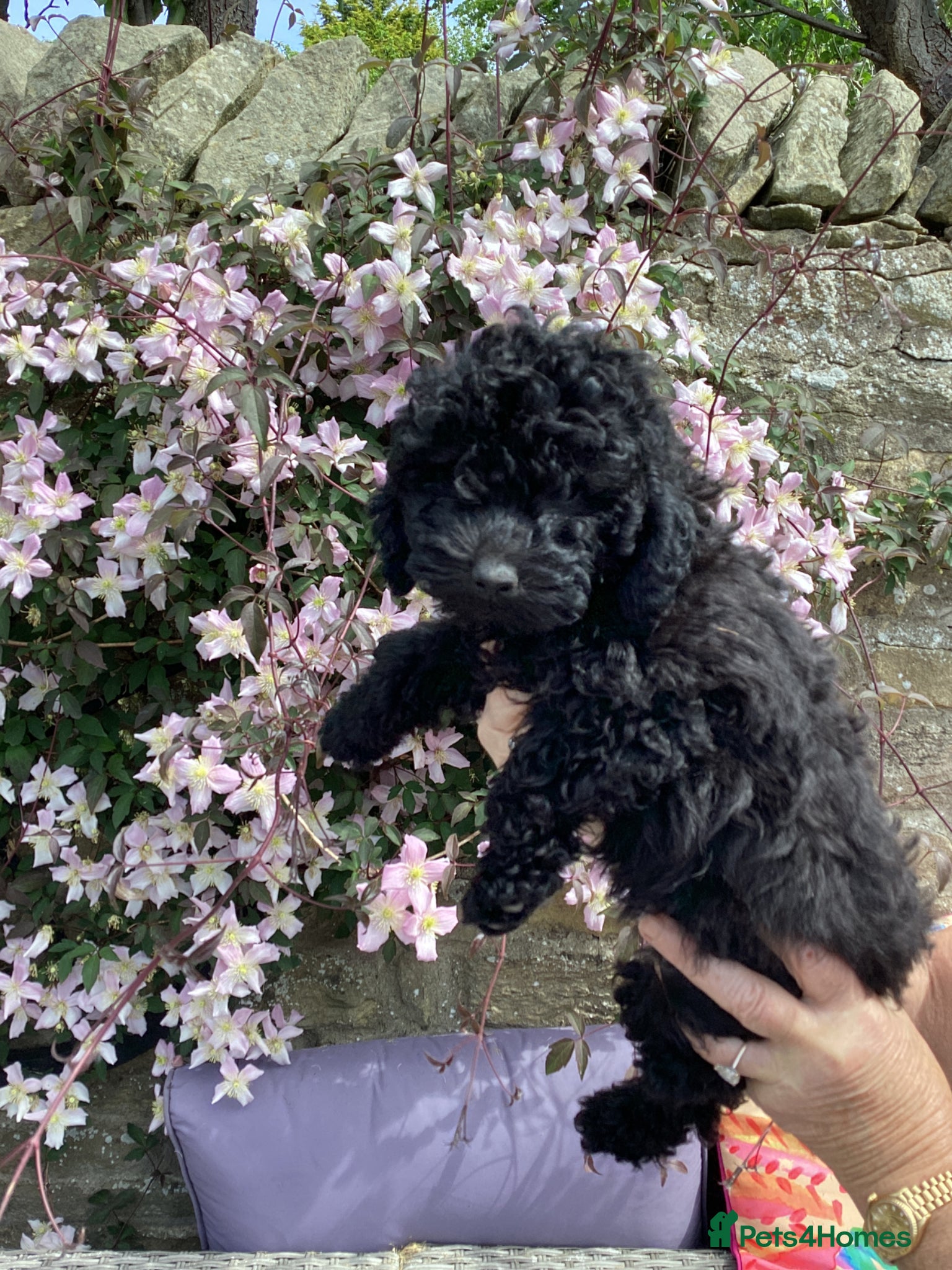 Toy Poodle dogs Kennel club pupps - Advert 4