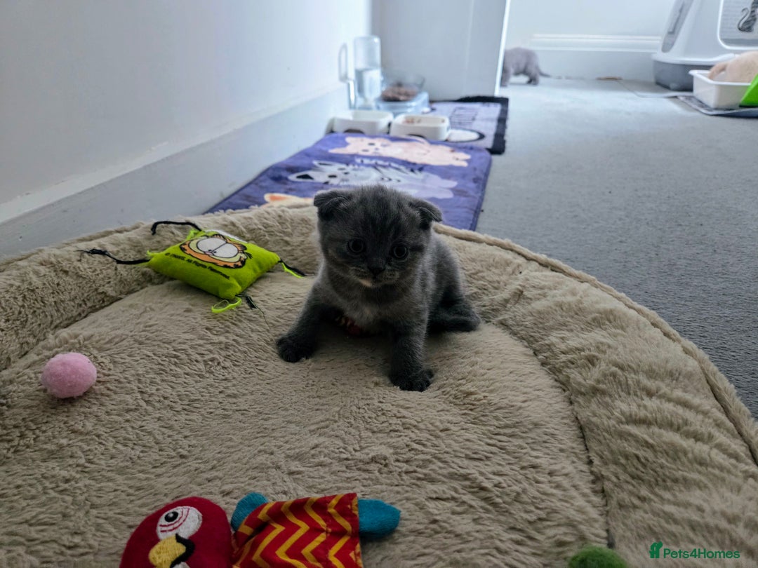 Scottish Fold cats for sale: 2 beautiful Scotish fold girls - Image 3