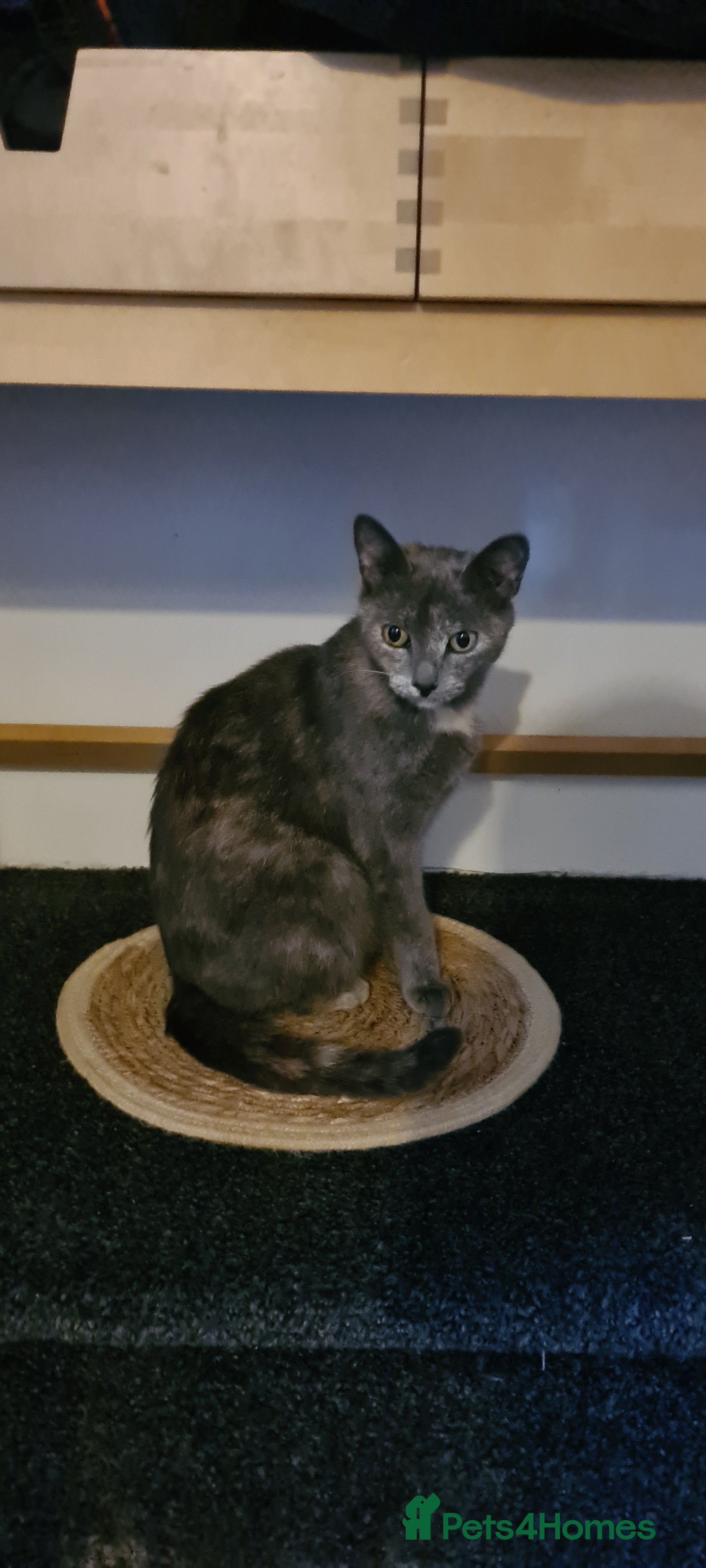 Mixed Breed cats Beautiful mixed breed kittens  - Advert 13