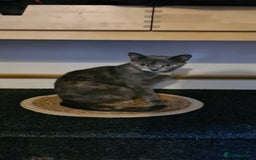 Mixed Breed cats for sale: Beautiful mixed breed kittens  - Advert 1