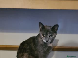 Mixed Breed cats Beautiful mixed breed kittens - Advert 6