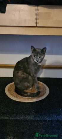 Mixed Breed cats Beautiful mixed breed kittens - Advert 1