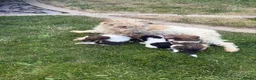 Fox Terrier dogs for sale: Fox terrier puppies kc registered  in Darlington - Advert 9