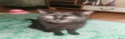 Mixed Breed cats for sale: Overlooked Rescue cats- 6m- 6 years🤎 - Advert 15